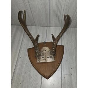 Vtg Whitetail Deer Antler Mounted Plaque Cabin Decor Rustic Taxidermy Man Cave